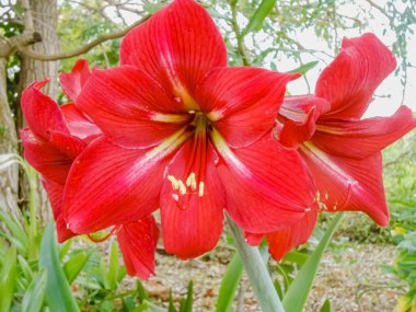 Amarillis Monako bitkisinin uzun yeşil sapından paralel damarları olan kırmızı çan şeklinde taç yaprakları büyür..          