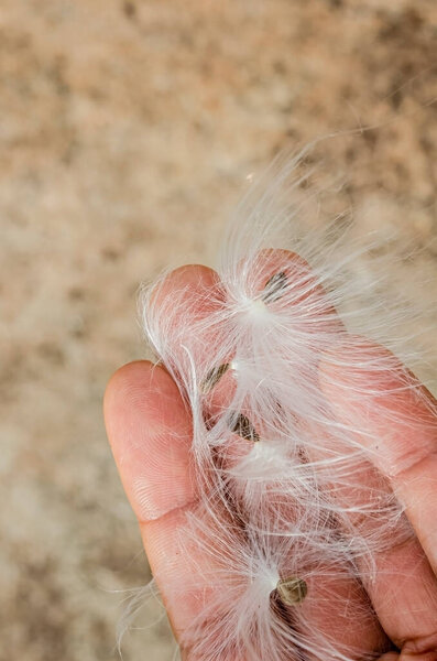 На закрытых пальцах руки находятся семена парашюта Calotropis procera (яблоко Содома, хлопок подушки, верблюжье дерево) растения.