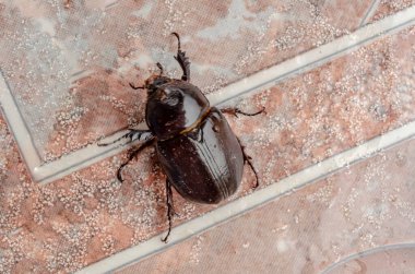 Koyu kahverengi bir böcek fayans zemininde yürüyor..