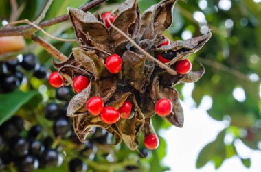 High up in a Pimento tree is a bunch of Abrus Precatorius bean pods that are opened with the round black and red seeds still attached. The beans are commonly known as john crow beans. clipart