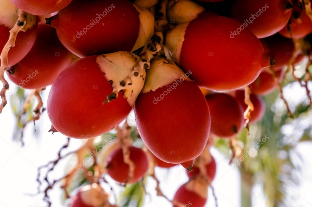 From a cluster of Adonida Merrillii palm fruits is the closeup of a few of its small scarlet color drupe