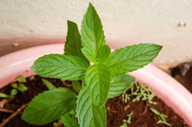 Pembe bir kaplama havuzunda topraktan büyüyen menülerin yeşil bitkisi olan x piperita aynı zamanda naneli şeker olarak da bilinir..