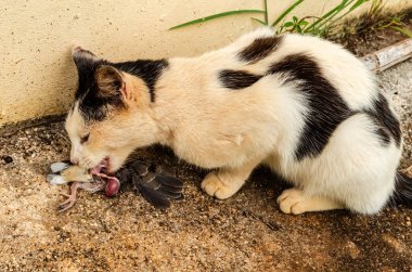 Bir Lemur kedisi, yakaladığı bir kuşu yerken duvarın yakınındaki beton kaldırımda çömeliyor..