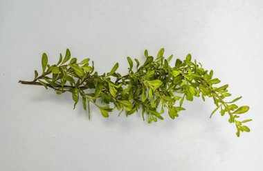 Bir satürja viminea biberi kökü beyaz kağıt üzerinde uzamış küçük yapraklardan oluşan nane..