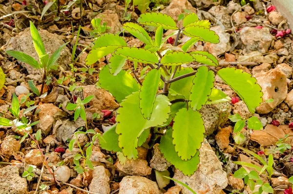 Morgensolen Lyser Opp Bladene Til Blad Livsplante Som Vokser Blant – stockfoto