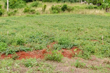 Bahçede yetişen tatlı patates hasadı, yoğun bir bitki örtüsünün kenarında..