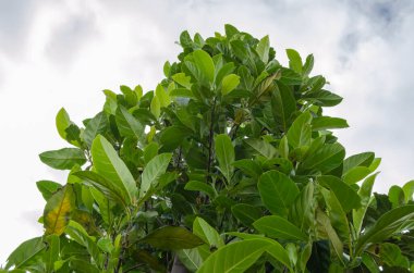 Bulutlu gökyüzüne uzanan, kalın yapraklı bir meyve ağacının yuvarlak ucu..