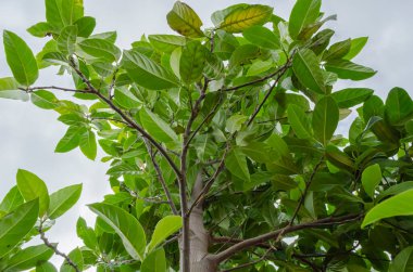 Aşağıdan, gövde boyunca bir Jackfruit ağacına bakarak, kalın yapraklı dalların her yönde büyüdüğü görülebilir.. 