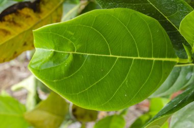 Karabuğday ağacının izole edilmiş bir yaprağının ön tarafı. Tüm marjı, iğnelenmiş havzası ve altına sarılmış..