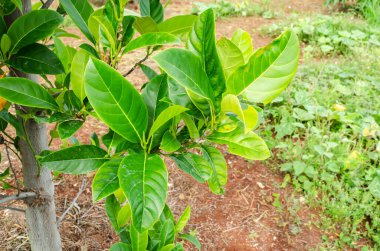 Uzun yeşil yapraklardan oluşan kalın yaprakları bitkisinin alt kısmından çıkan sarı yapraklı ağaç dalları..