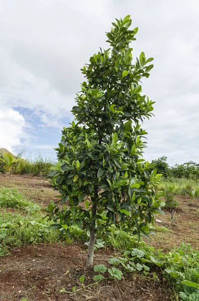 Изолированный Числа Других Фруктовых Деревьев Саду Articarpus Heterophyllus Jackfruit Дерево — стоковое фото