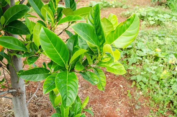 Uzun yeşil yapraklardan oluşan kalın yaprakları bitkisinin alt kısmından çıkan sarı yapraklı ağaç dalları..