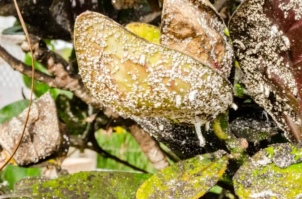 A croton plant is covered with white scales on the underside of the leaves and brown and white fungal spot at the top. — Stock Image Croton Plant Covered White Scales Underside Leaves Brown White Fungal Stock Image
