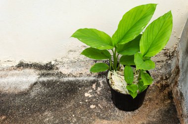 Beton bir yapının köşesinde içinde birkaç zerdeçal bitkisi olan küçük bir saksı vardır..