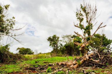 Gökyüzünü kaplayan gri bulutlar, ağaçların ve bir zamanlar ateşle temizlenmiş bir bölgede yeni yeşil bitkilerin filizlendiği manzaranın üzerinde asılı duruyor. Ackee ağacı yeni yapraklar filizlendiriyor. Temelinde büyük bir ağaç olduğunu hatırlatan ağaçlar var..
