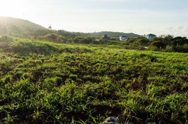 Parlak güneş yeşil dağın arkasından yükseliyor. Işınlarını yamaçtan yayıyor ve büyüyen panik otlarına yayıyor..