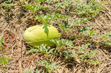 Parlak güneş sarmaşığındaki sarı-yeşil bir karpuzun üzerinde parlıyor. Kurumuş kobay otuyla kaplı bahçesinde, meyvenin üzerinde bitkinin yapraklarının bir gölgesini bırakıyor.. 