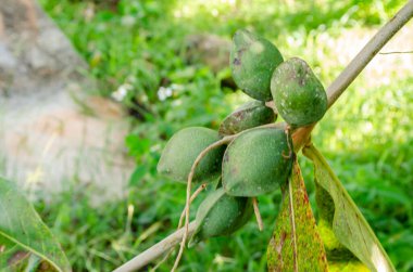 A bunch having six green young terminalia catappa almond is attached to a branch with two leaves. clipart