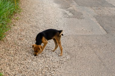 A young brown and black German shepherd doge is sniffing between the pebbles at the side of the asphalted roadway.
