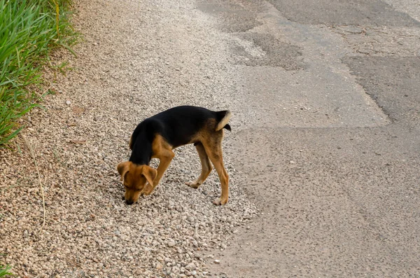 Young Brown Black German Shepherd Doge Sniffing Pebbles Side Asphalted — Stockfoto