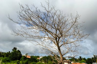 Kurumuş bir Lebbeck ağacı yapraksız dallarını ve dallarını bulutlu gökyüzünde yayar..