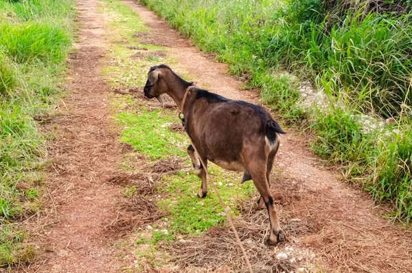 Ciężarna Czarno Brązowa Nubian Goat Przechodzi Przez Polną Drogę Która — Zdjęcie stockowe