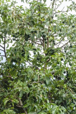 Avokado ağacının birçok yeşil avokado meyvesi olan dalları vardır..