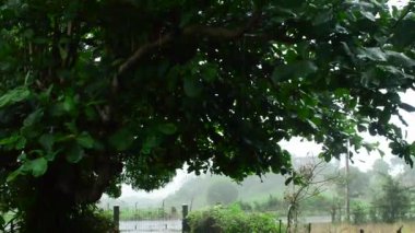 Bereketli, yeşil bir garaj yoluna, geniş bir tarminalia katappa badem ağacıyla şiddetli bir tropikal yağmur yağıyor. Suyun, sisli kırsal bir manzaranın ön dalından damladığını görüyoruz..