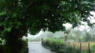 Bereketli yeşil bir garaj yoluna yağan yoğun tropikal yağmur, geniş bir tarminalia katappa badem ağacıyla birlikte, sisli bir kırsal bölgenin kapısından geçen beyaz bir minibüsü de içeriyor..