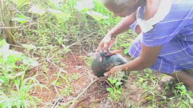 Bir kadın olgun bir balkabağını sarmaşığından çıkarmak için eğilir. Balkabağının sapını kırıyor sonra elini kabağın yüzeyinden geçirip toprak tanelerini temizliyor..