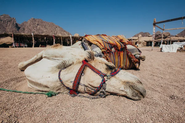 Afrika deve. Mısır. Bir Sharm el-sheikh