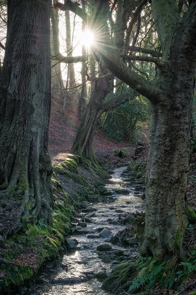 Morning light coming through the trees to light up a forest stream