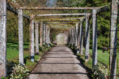 Trellis 'i İrlanda duvarlı bir bahçeye kapladı.