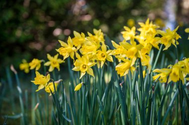 Birçok nergis İrlanda 'da bahar güneşinde çiçek açar.