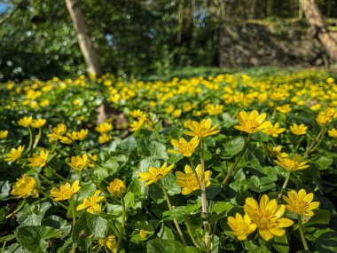 Ficaria verna yabani çiçek olarak da bilinir Küçük Celandine, pilewort veya incir çiçeği olarak da bilinir.
