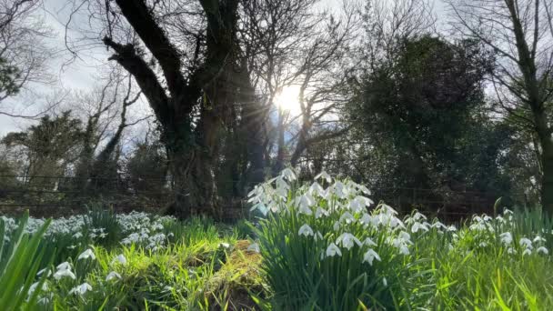 Primavera Vídeo Com Sol Quente Brilhando Flores Neve Irlanda Campo — Vídeo de Stock