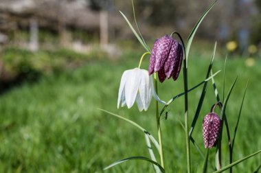 Fritillaria Meleagris, Yılan Başı, Kareli Daffodil, Satranç Çiçeği, Kurbağa-Kupa, Zambak ve Gine-Tavuğu Çiçeği olarak da bilinen yabani bir çiçektir.