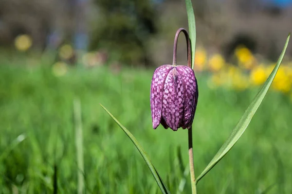 Fritillaria Meleagris 스네이크 Checkered Daffodil Chess Flower Frog Cup Leper — 스톡 사진