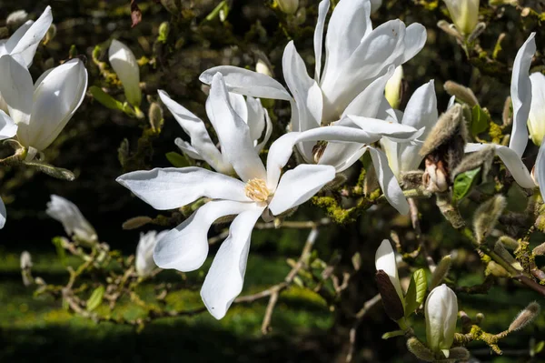 Biały Kwiat Magnolia Stellata Znany Również Jako Gwiazda Magnolia Wiosną — Zdjęcie stockowe