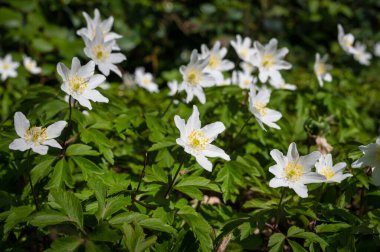 Beyaz Orman Anemone İrlanda 'da bir orman zemininde yetişen yabani çiçekler