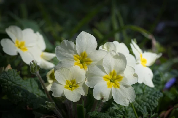 Prímula Flores Silvestres Crescendo Chão Floresta Irlanda — Fotografia de Stock