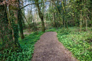Baharın başında sarımsakla kaplanmış İrlanda ormanlarında bir patika.