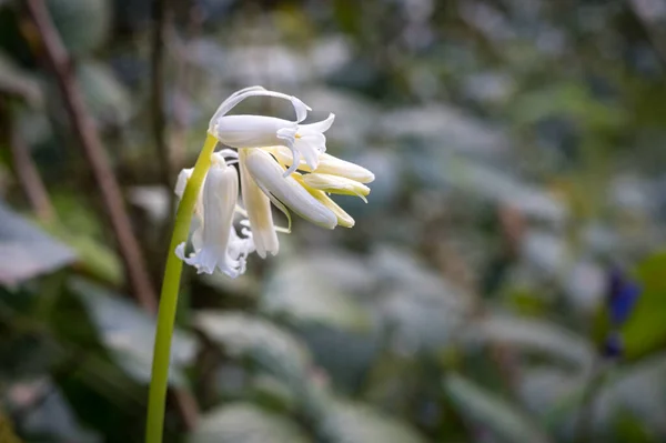 アイルランドの森で育つホワイトベルの春の野花 — ストック写真