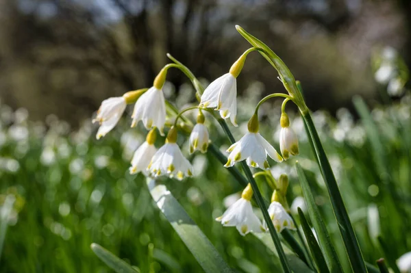 Grandes Flores Silvestres Neve Crescendo Início Primavera Irlanda — Fotografia de Stock