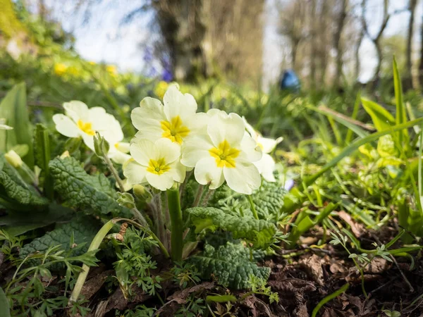 Prímula Flores Silvestres Crescendo Chão Floresta Irlanda — Fotografia de Stock