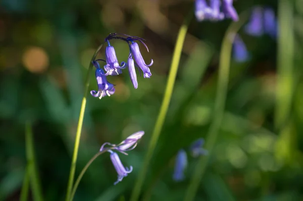 Bluebell Flores Silvestres Crescendo Início Primavera Irlanda — Fotografia de Stock