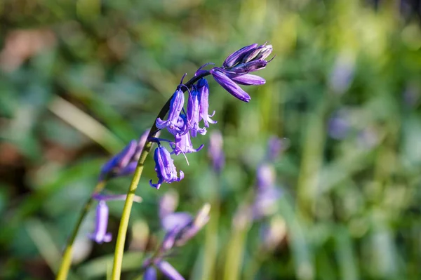 Bluebell Flores Silvestres Crescendo Início Primavera Irlanda — Fotografia de Stock