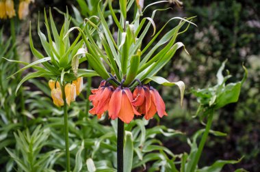 Sarı Taç İmparatorluk çiçeği aynı zamanda imparatorluk süslemesi veya Kaiser 'in tacı olarak da bilinir.