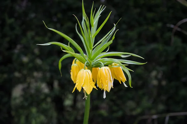 Corona Gialla Fiore Imperiale Noto Anche Come Fritillaria Mperiale Corona — Foto Stock