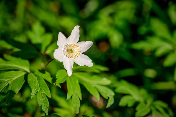 Solo Primer Plano Una Anémona Madera Anemonoides Nemorosa — Foto de Stock